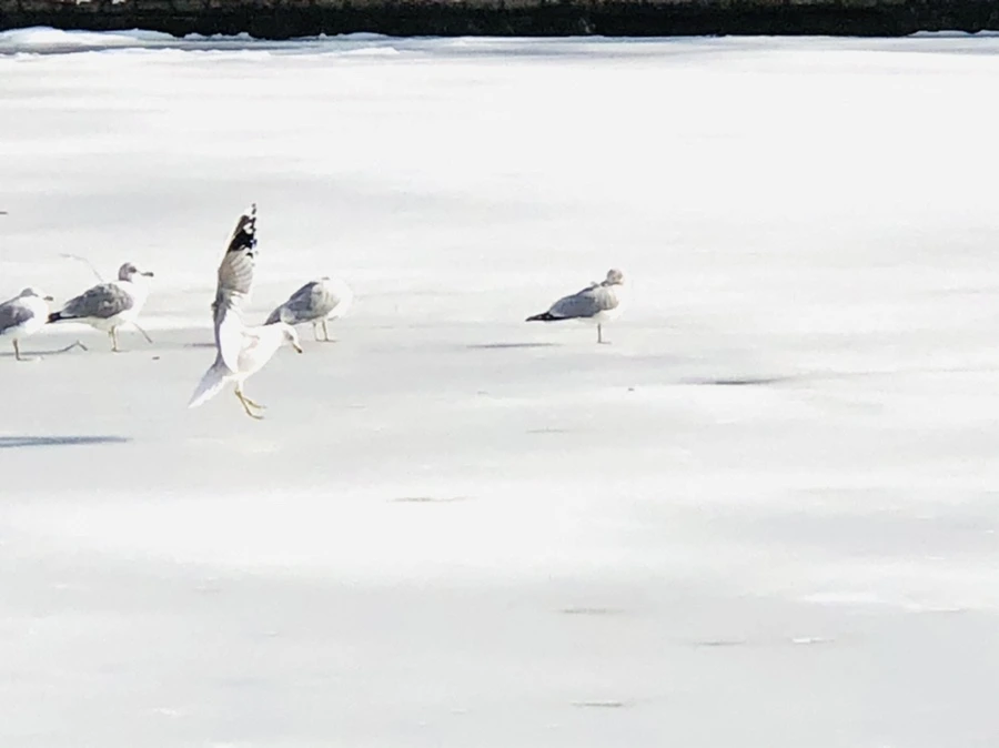 IMG_0176.jpg?type=w966