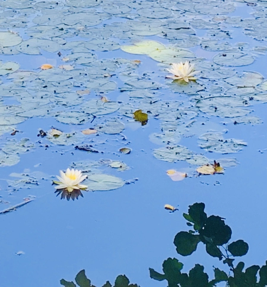 IMG_1222.jpg?type=w966