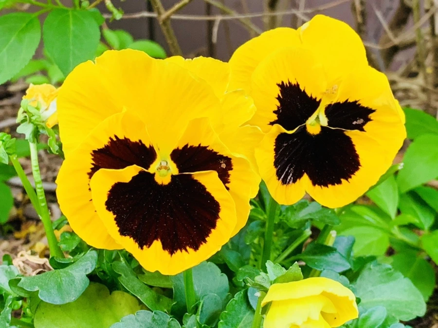 IMG_9044.jpg?type=w966