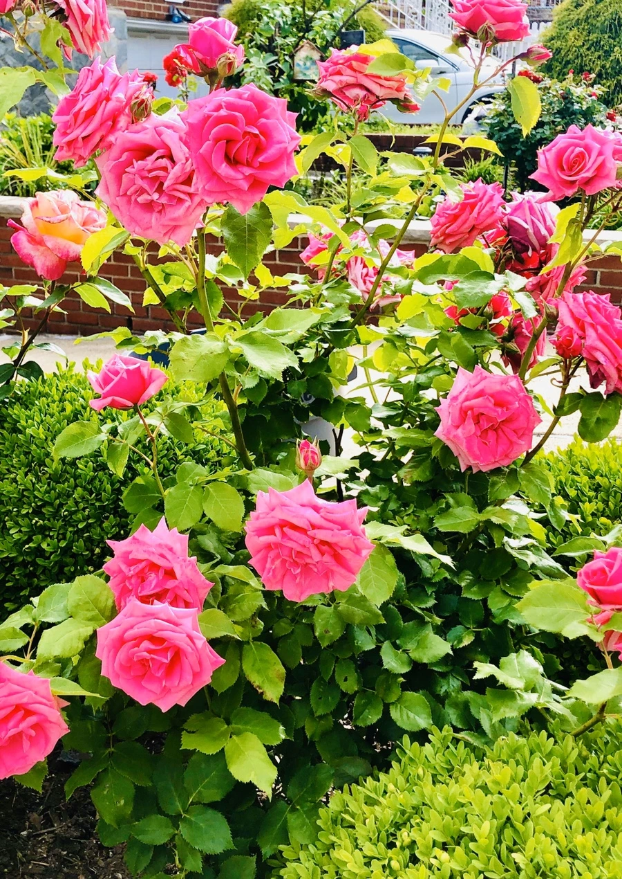 IMG_7880.jpg?type=w966