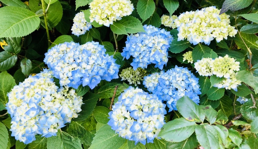 IMG_8399.jpg?type=w966