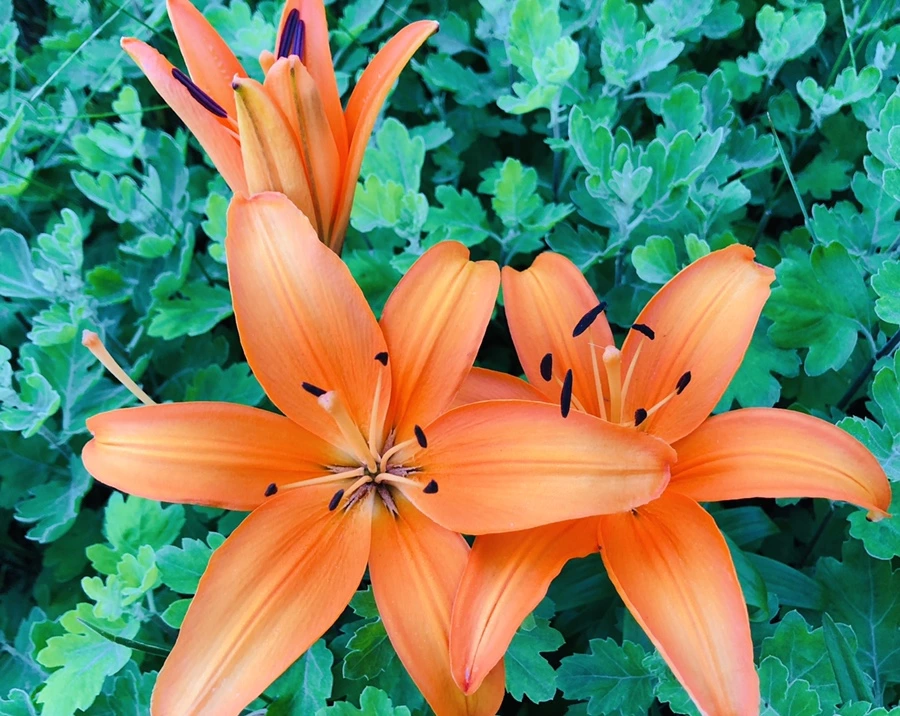 IMG_9390.jpg?type=w966