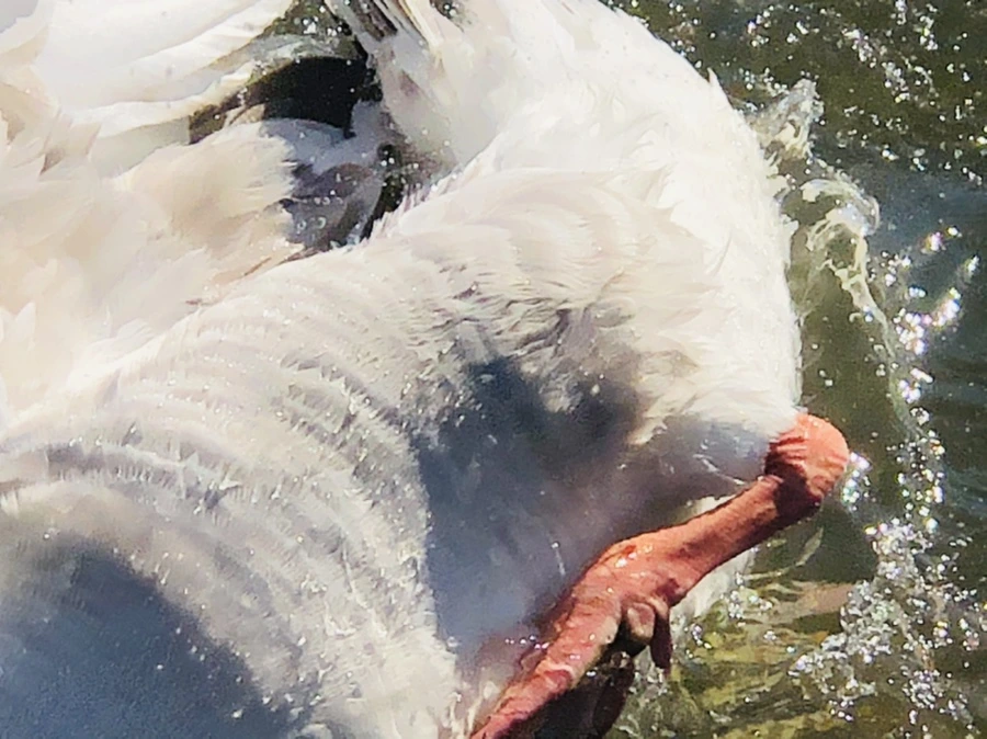 IMG_5214.jpg?type=w966