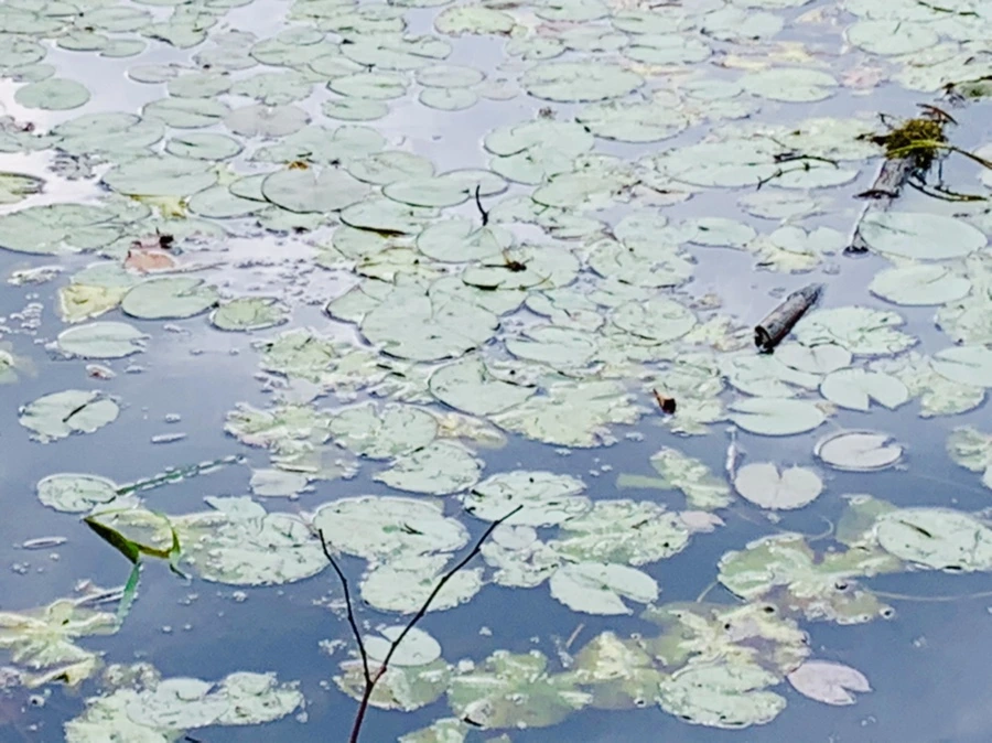 IMG_5245.jpg?type=w966