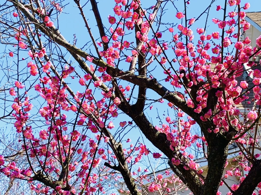 IMG_2987.jpg?type=w966