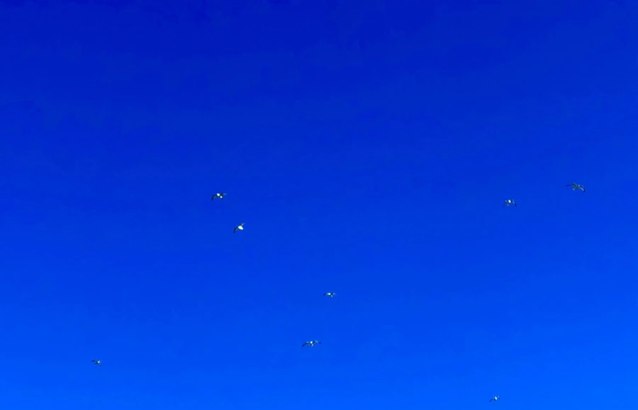 IMG_7859.jpg?type=w966