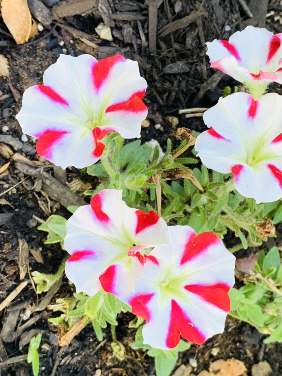 IMG_5186.jpg?type=w966