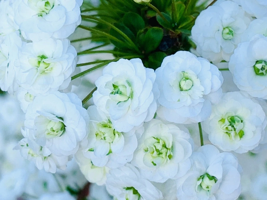 IMG_3291.jpg?type=w966