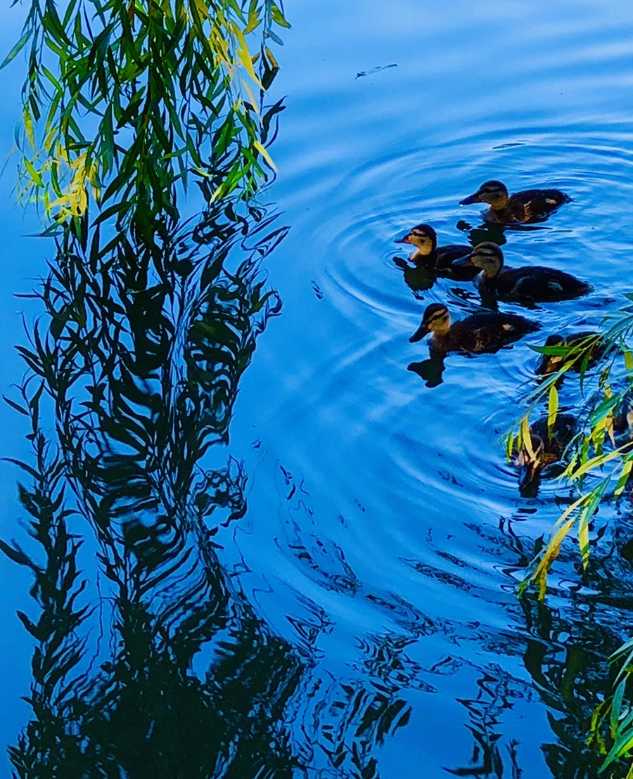 IMG_2718.jpg?type=w966