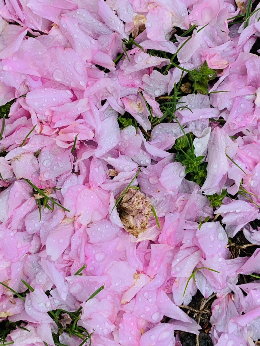 IMG_7255.jpg?type=w966