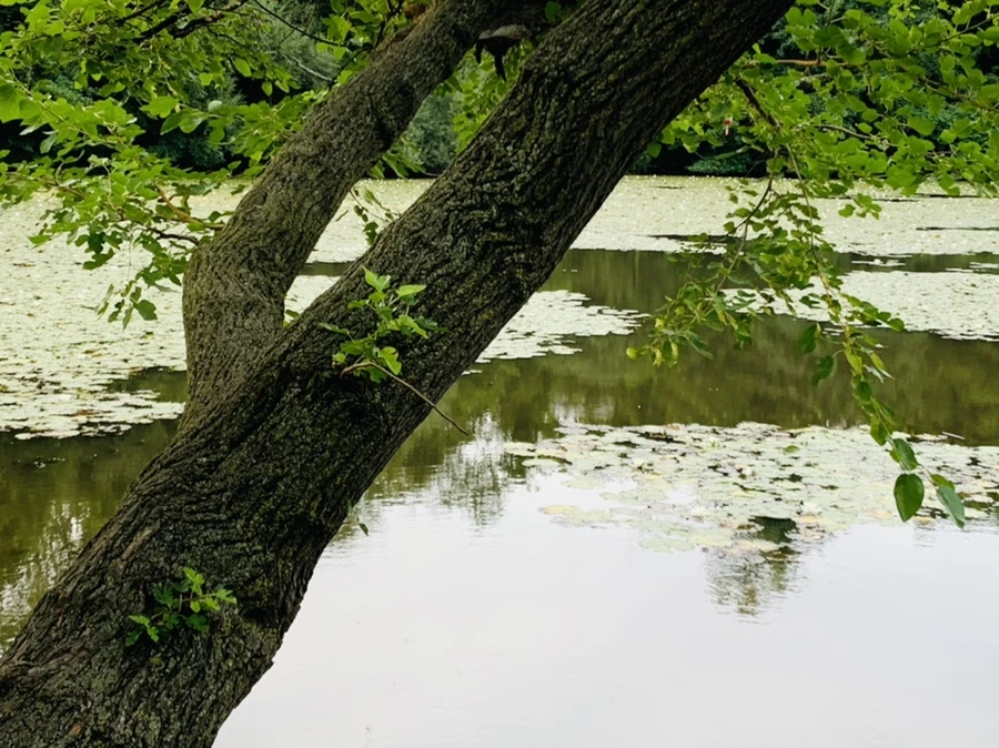 IMG_1830.jpg?type=w966