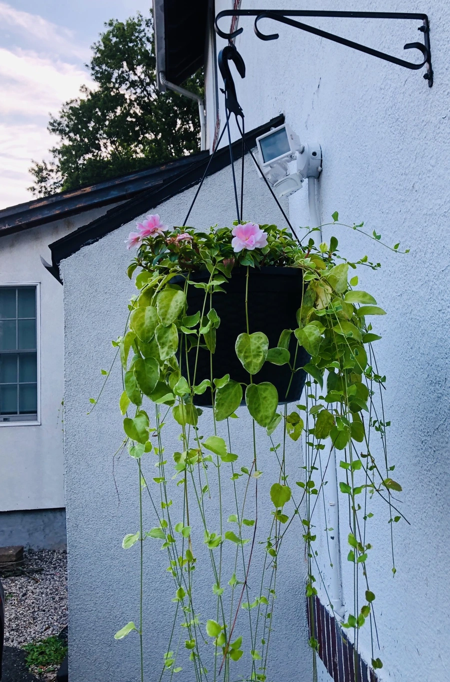 IMG_2386.jpg?type=w966