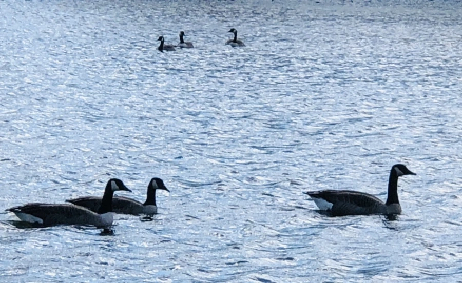 IMG_9205.jpg?type=w966