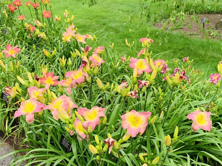 IMG_2568.jpg?type=w966