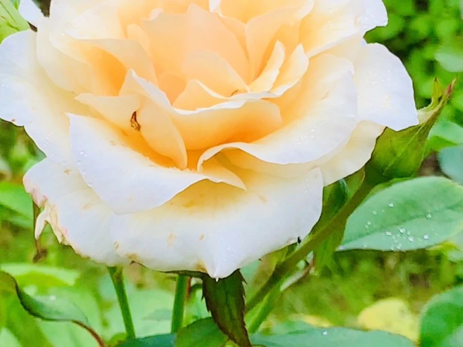 IMG_7912.jpg?type=w966