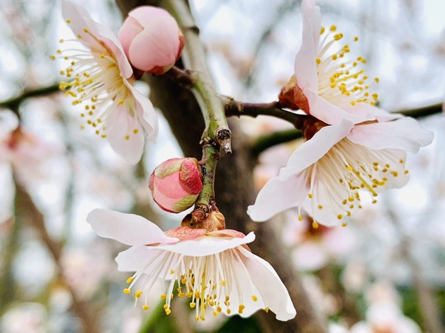 IMG_1699.jpg?type=w966