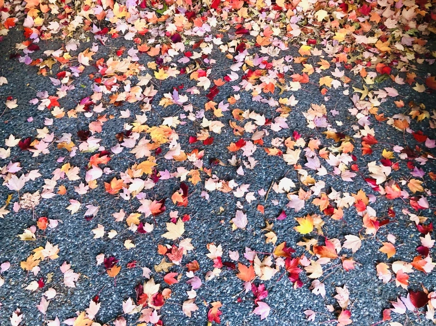 IMG_2179.jpg?type=w966