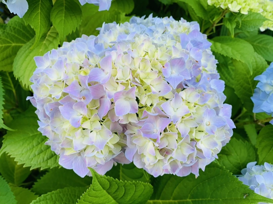 IMG_2989.jpg?type=w966