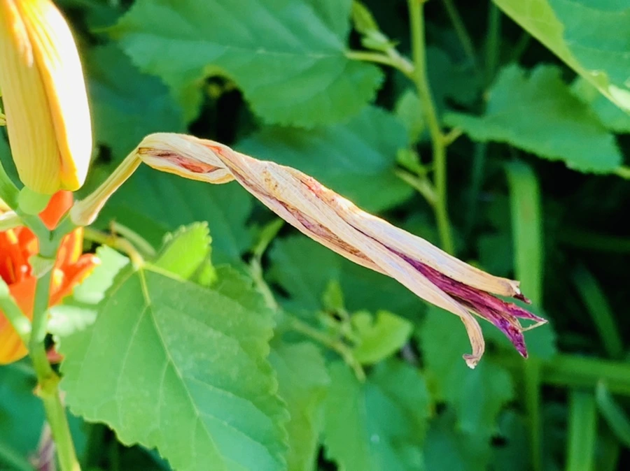 IMG_4859.jpg?type=w966