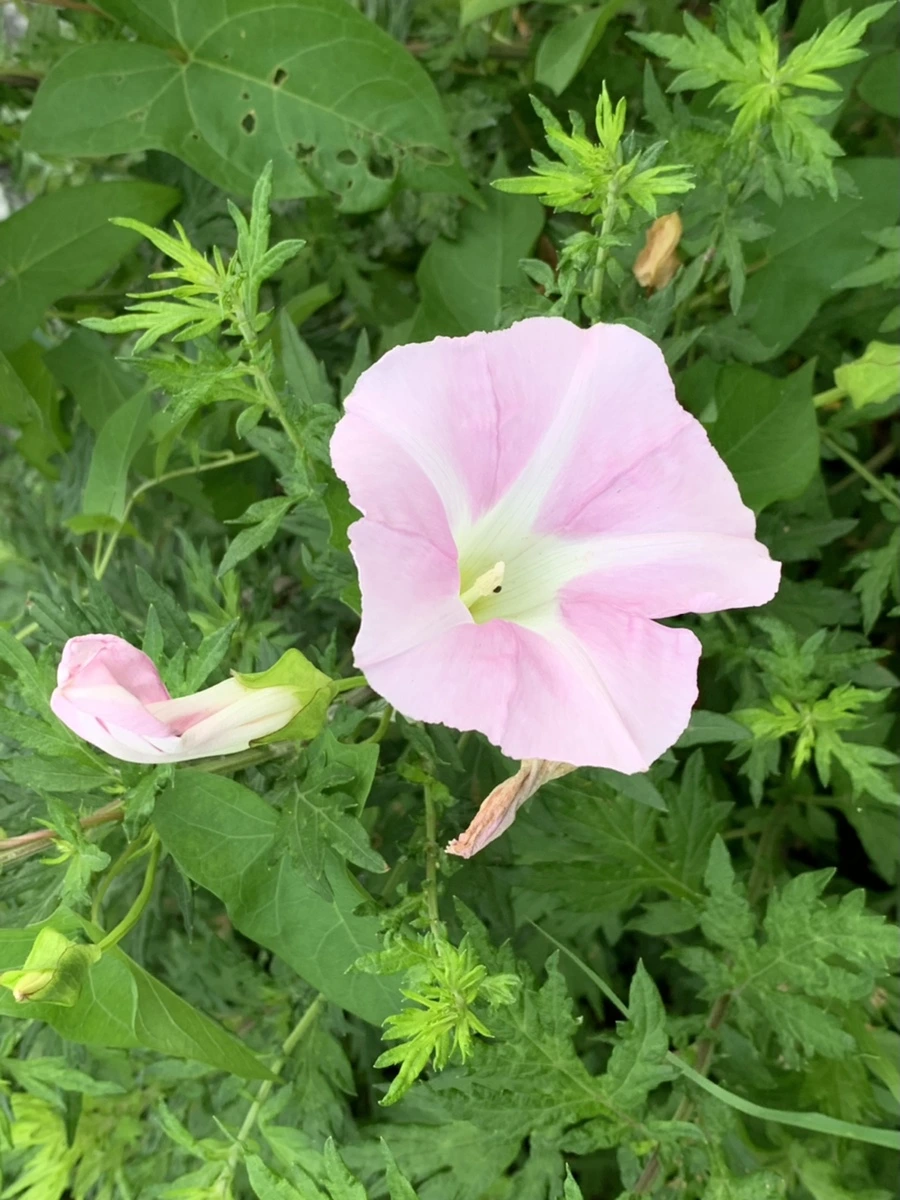 IMG_1618.jpg?type=w966