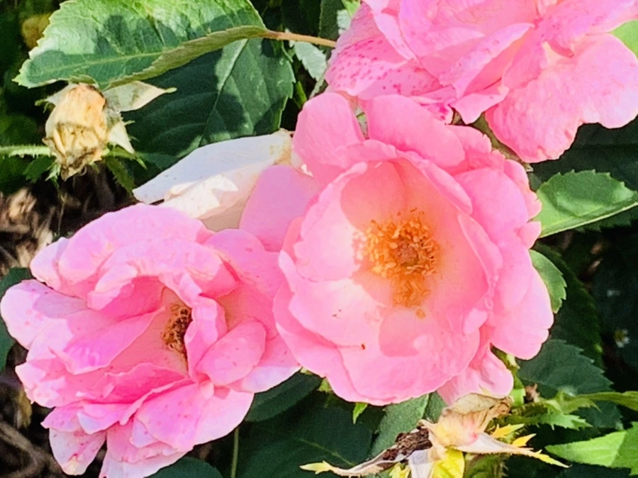 IMG_0476.jpg?type=w966