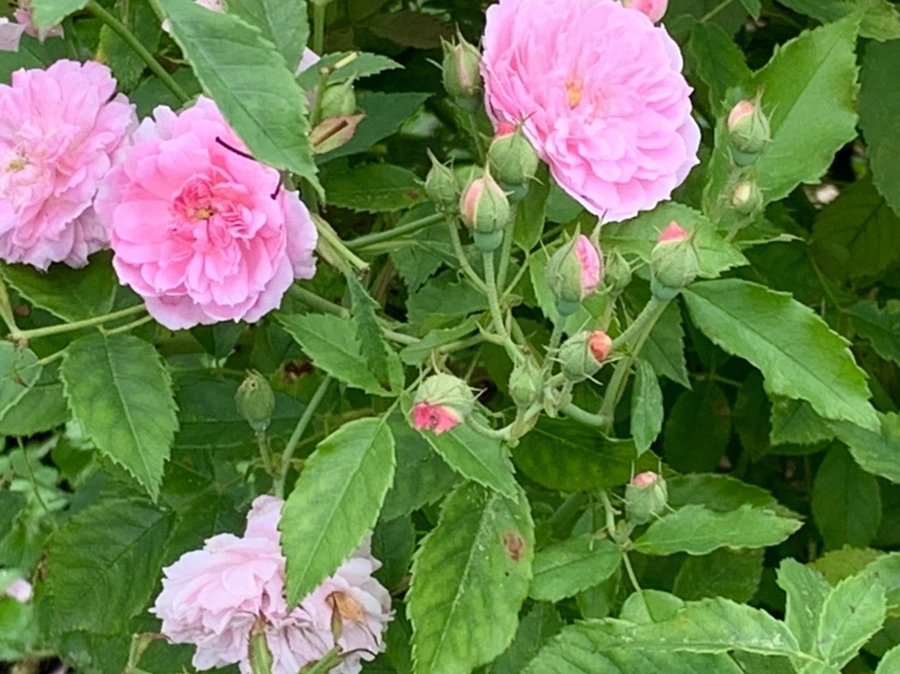 IMG_0425.jpg?type=w966