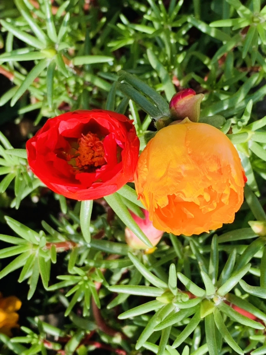 IMG_0346.jpg?type=w966