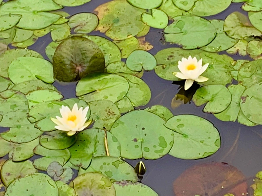 IMG_7163.jpg?type=w966