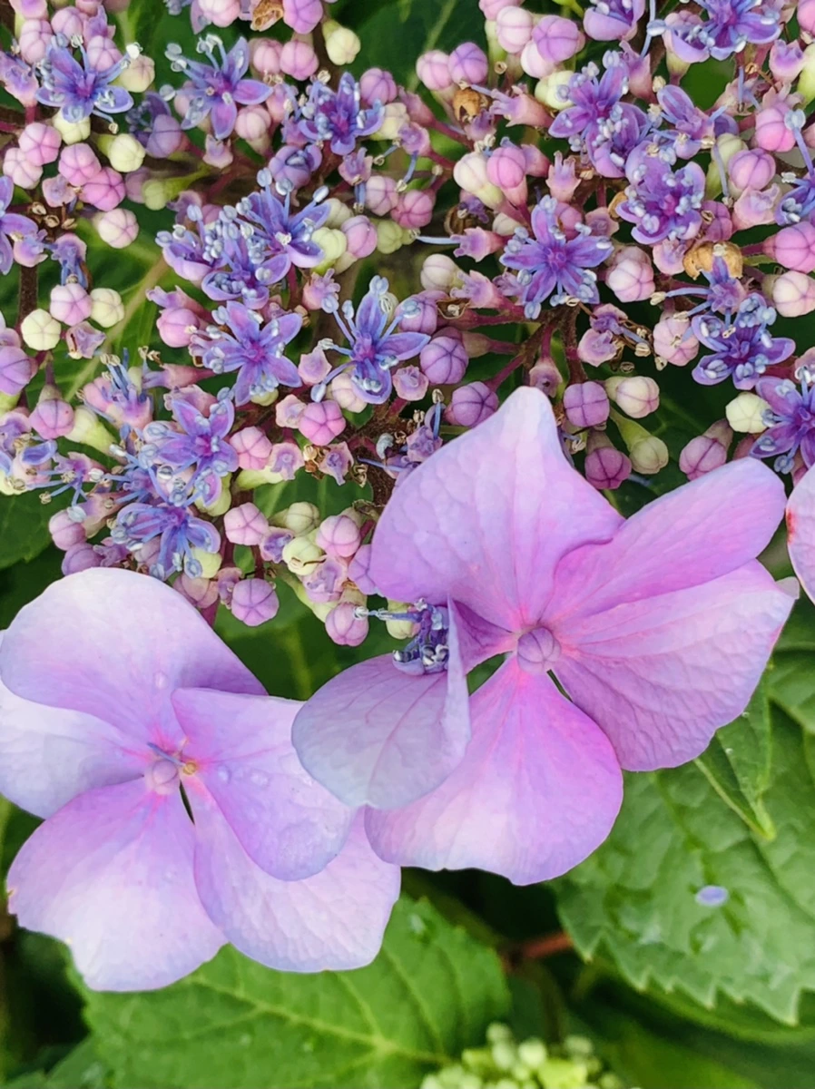 IMG_6007.jpg?type=w966