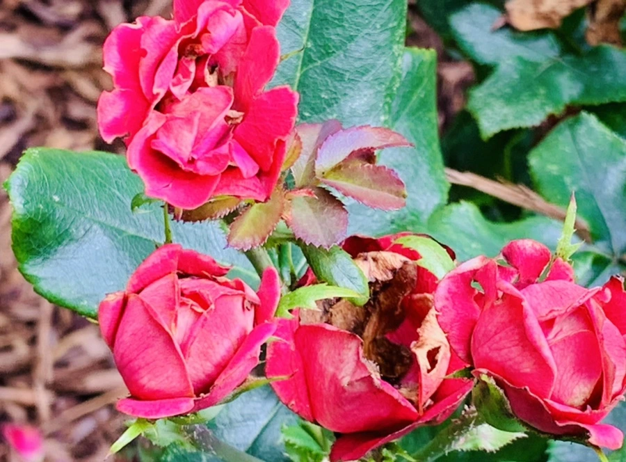 IMG_0540.jpg?type=w966