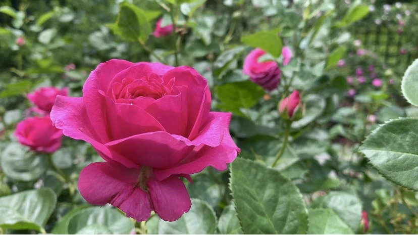 IMG_8673.jpg?type=w966