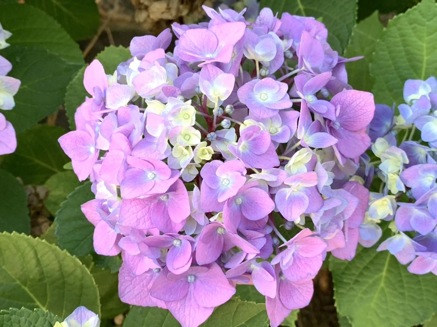 IMG_5251.jpg?type=w966