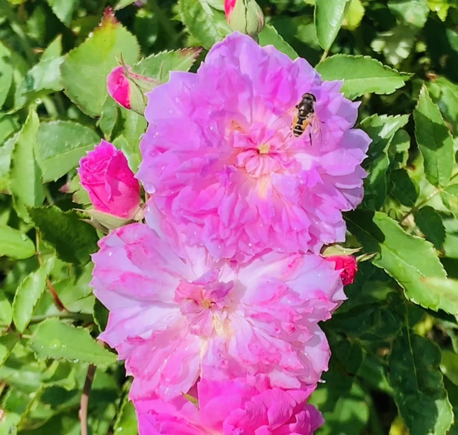 IMG_8477.jpg?type=w966