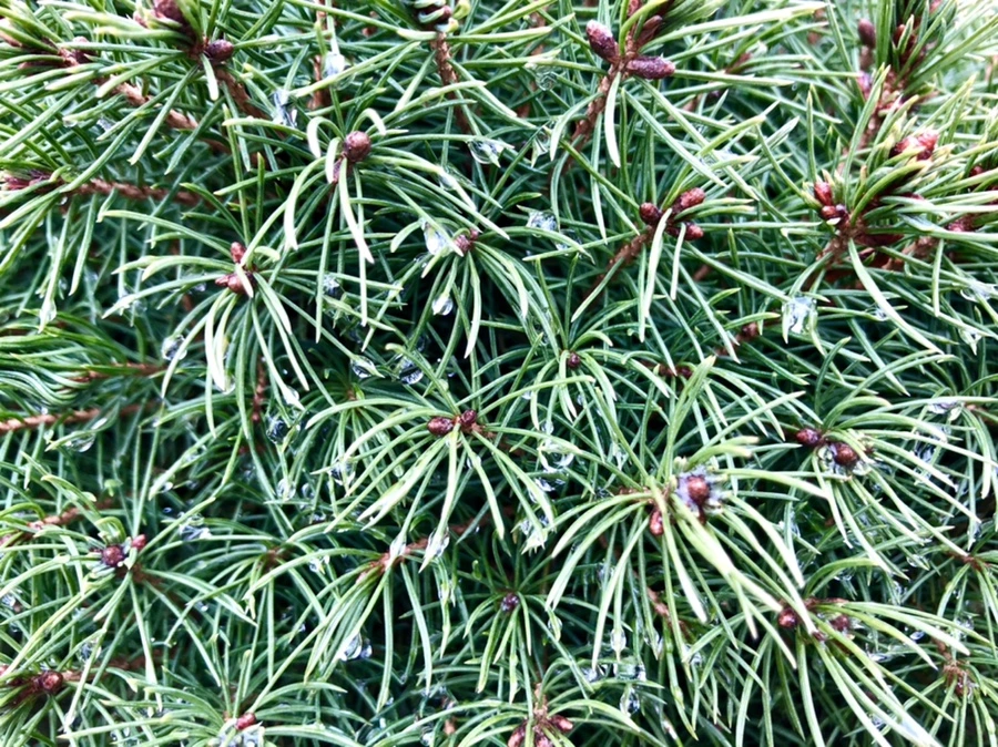 IMG_3445.jpg?type=w966