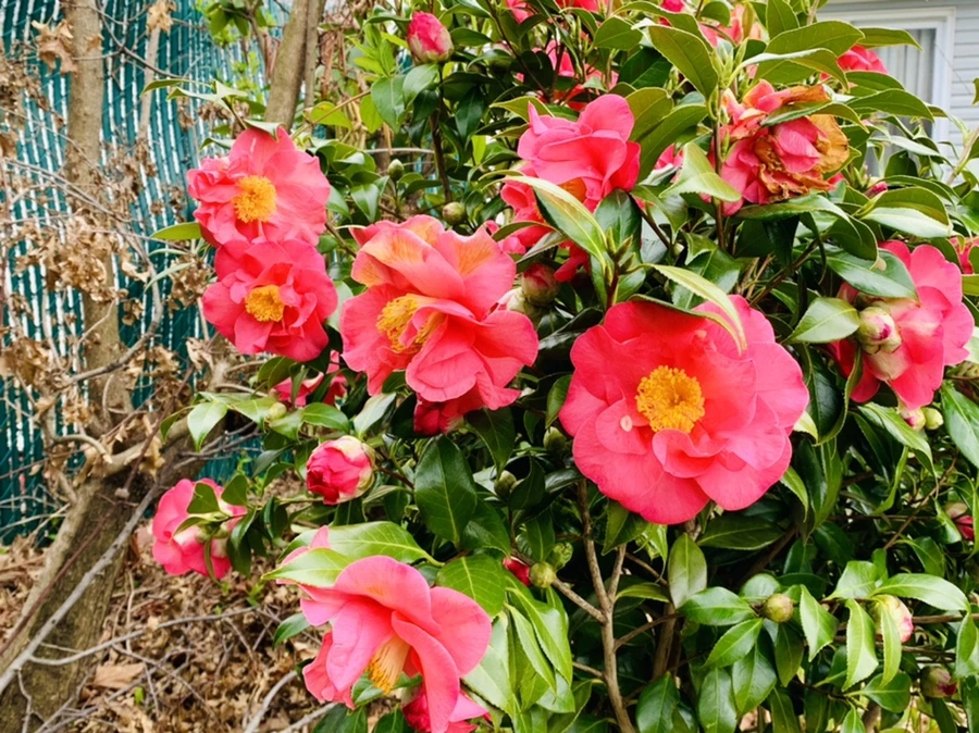 IMG_6647.jpg?type=w966