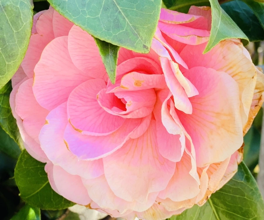 IMG_7823.jpg?type=w966