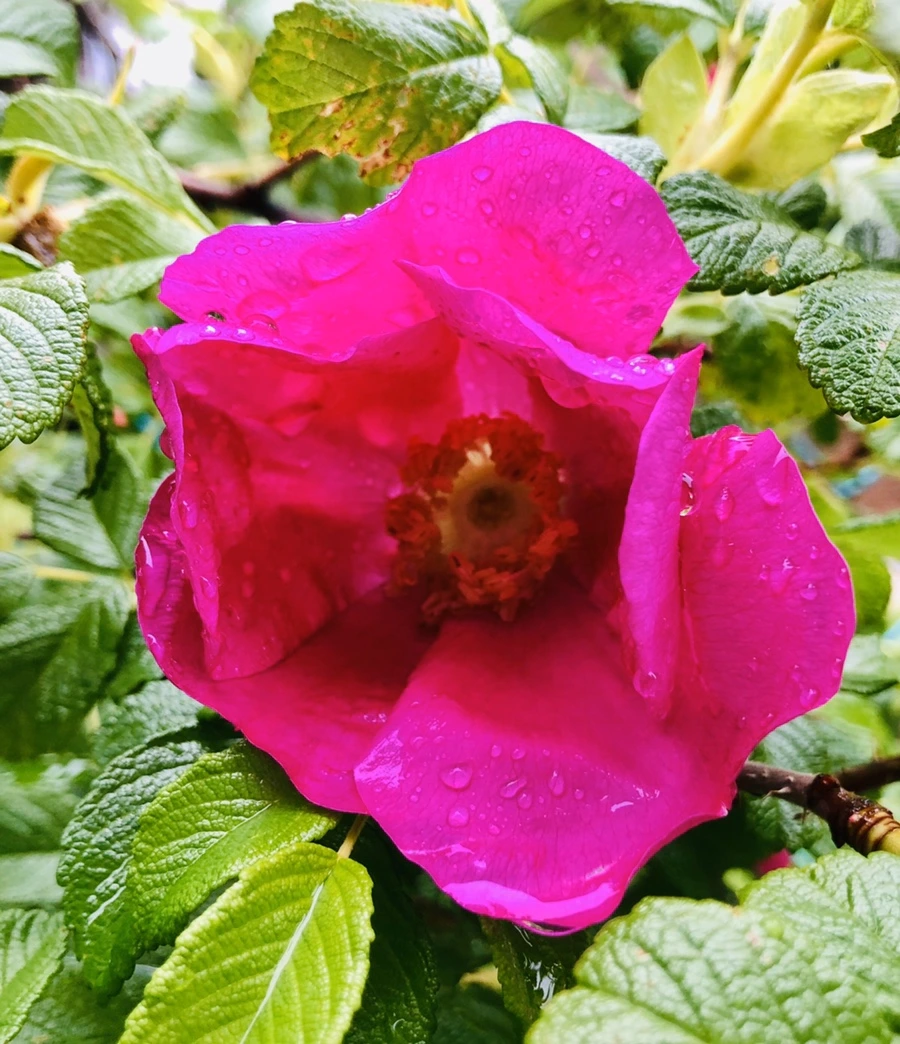 IMG_7380.jpg?type=w966