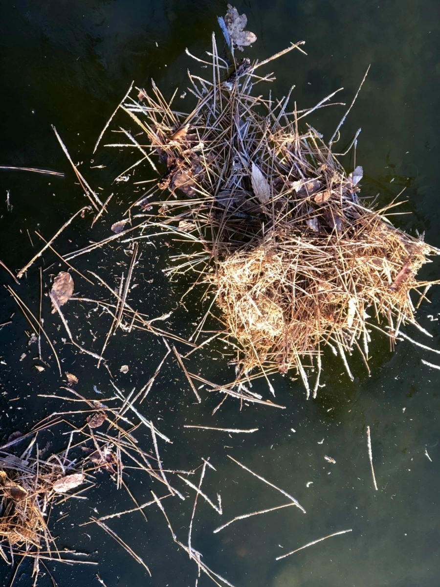 IMG_2240.jpg?type=w966