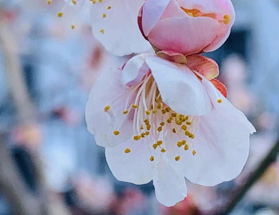 IMG_0998.jpg?type=w966