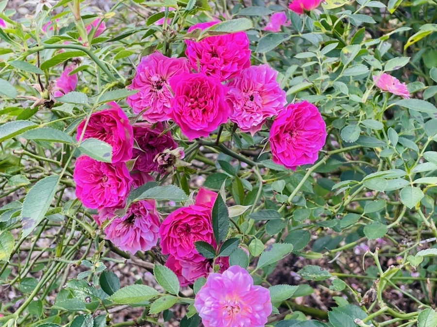 IMG_0156.jpg?type=w966