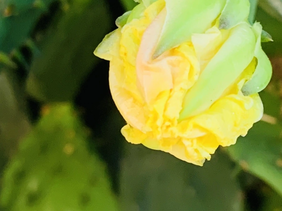 IMG_4365.jpg?type=w966