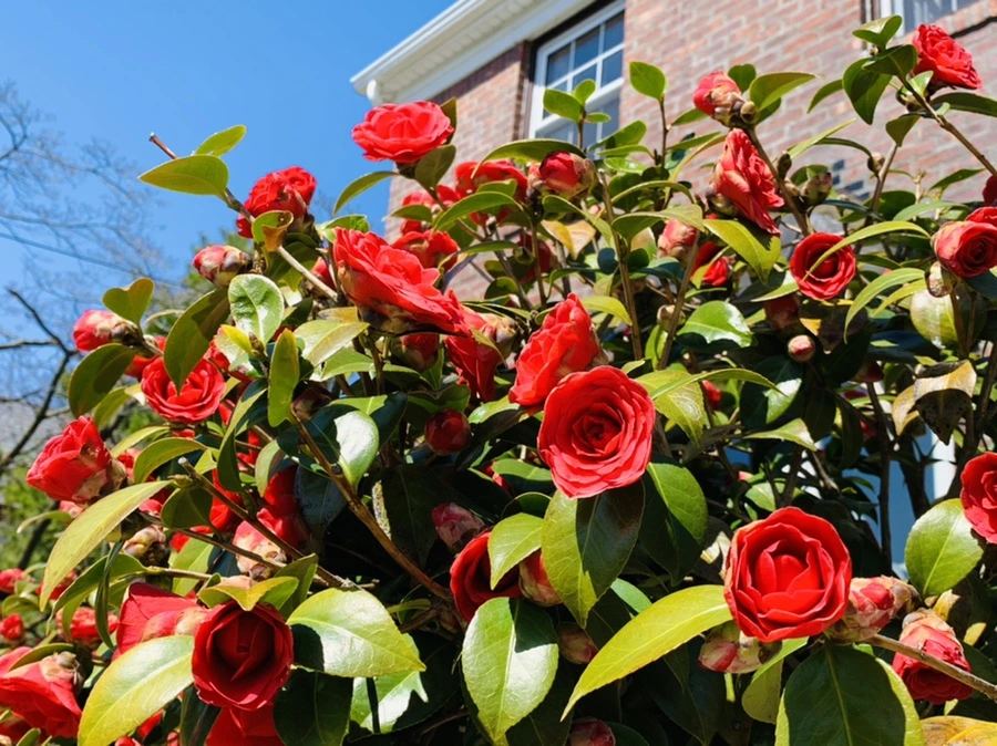 IMG_8141.jpg?type=w966