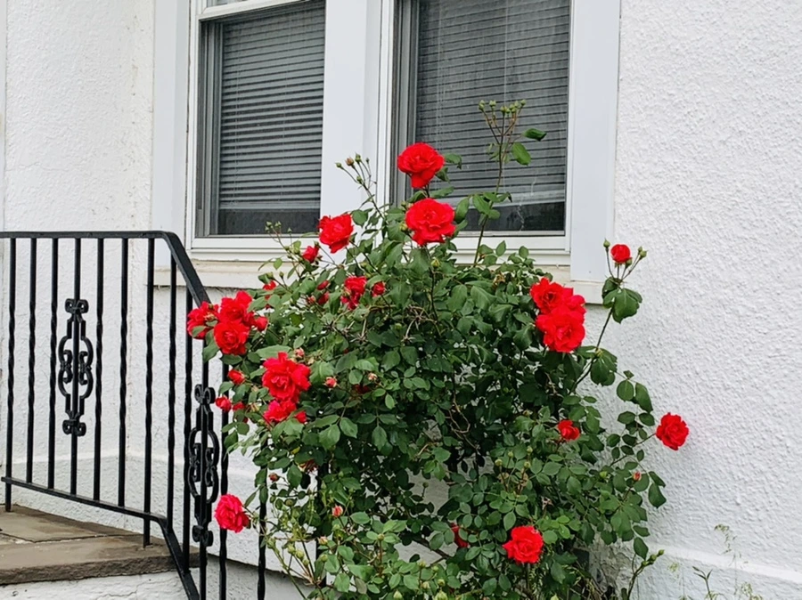 IMG_4850.jpg?type=w966