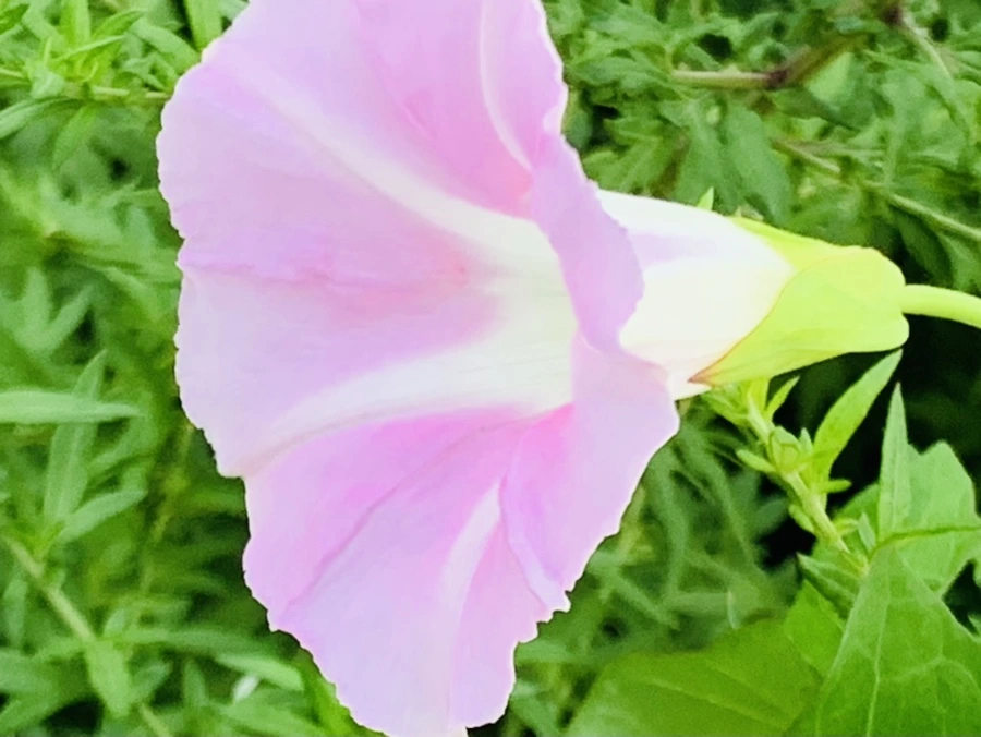 IMG_5982.jpg?type=w966