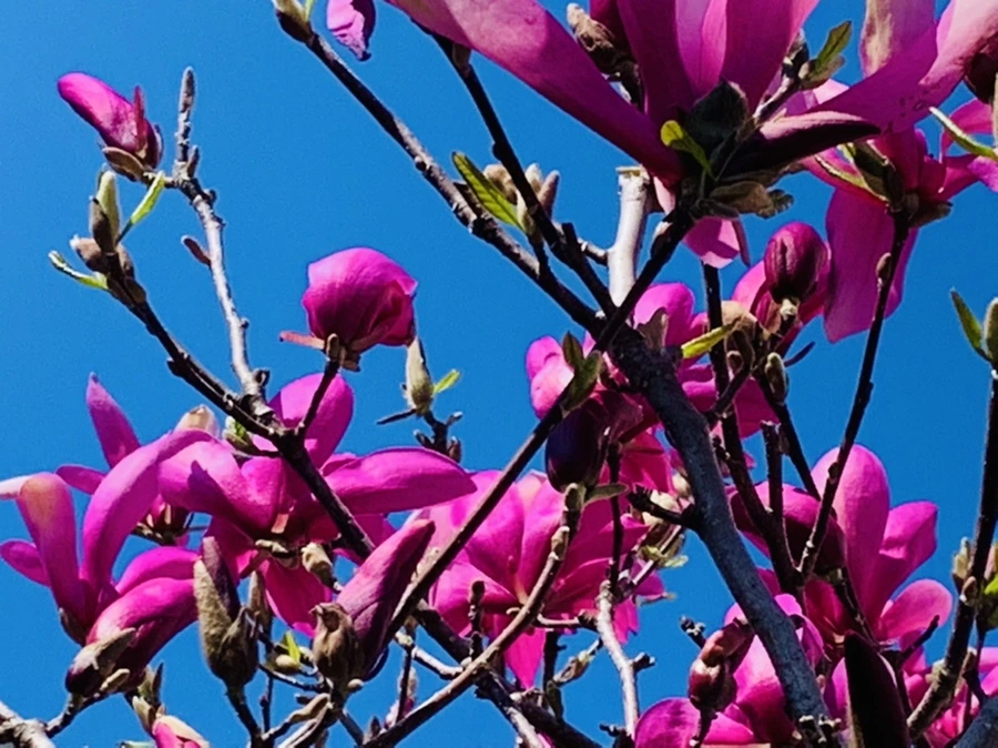 IMG_8622.jpg?type=w966