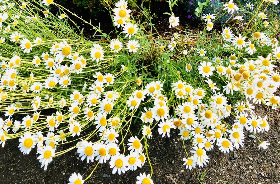 IMG_8301.jpg?type=w966