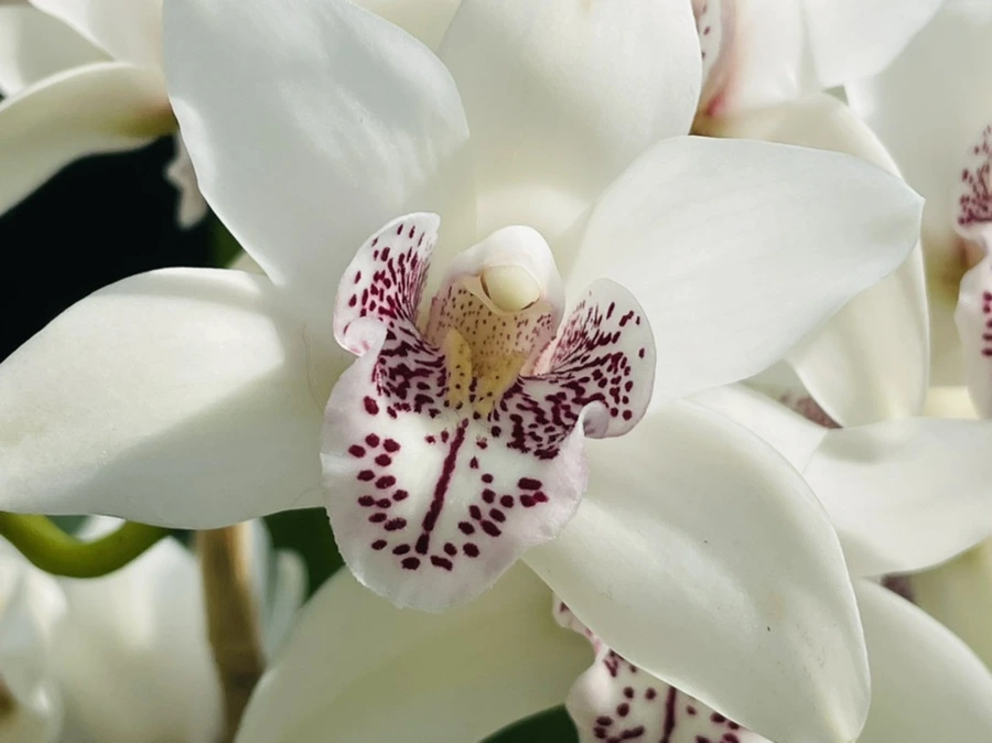 IMG_4462.jpg?type=w966