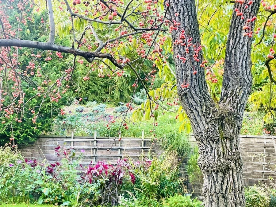 IMG_0218.jpg?type=w966