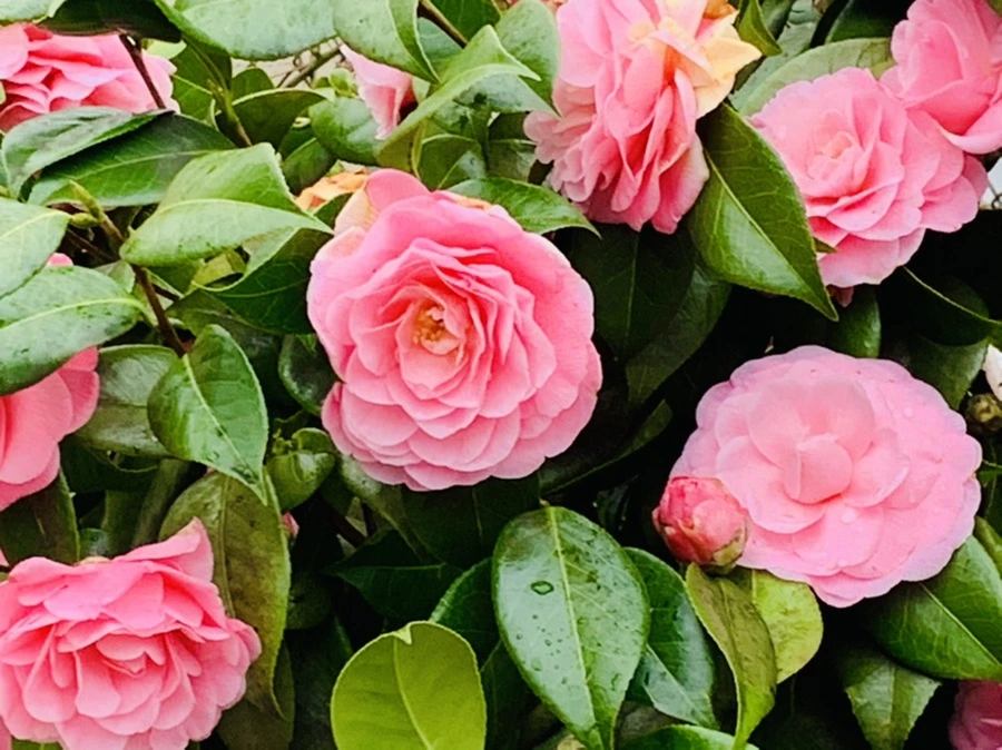 IMG_1443.jpg?type=w966