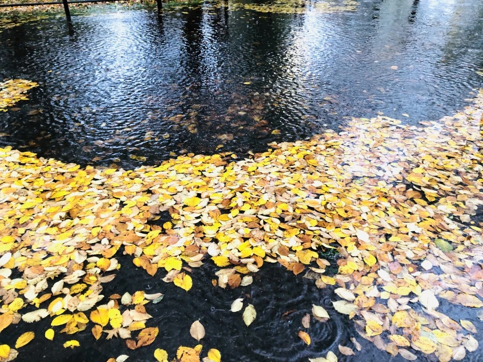 IMG_3128.jpg?type=w966